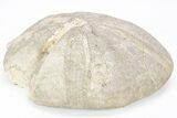 Jurassic Sea Urchin (Clypeus) Fossil - England #216919-1